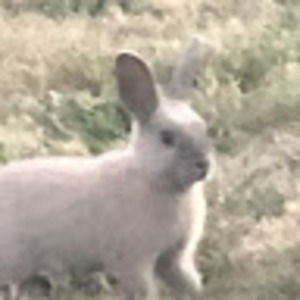 Meet your Posher, Cy